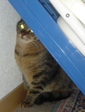 Niki