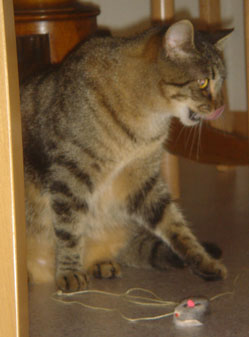 Niki